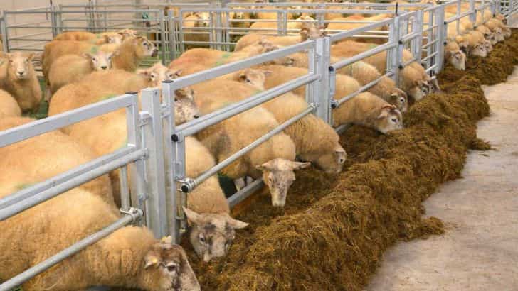 فروش خوراک دام گوسفندی + قیمت خرید به صرفه